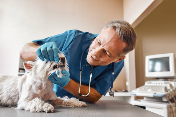 Best After-Hours Dental Care in Nokesville, VA